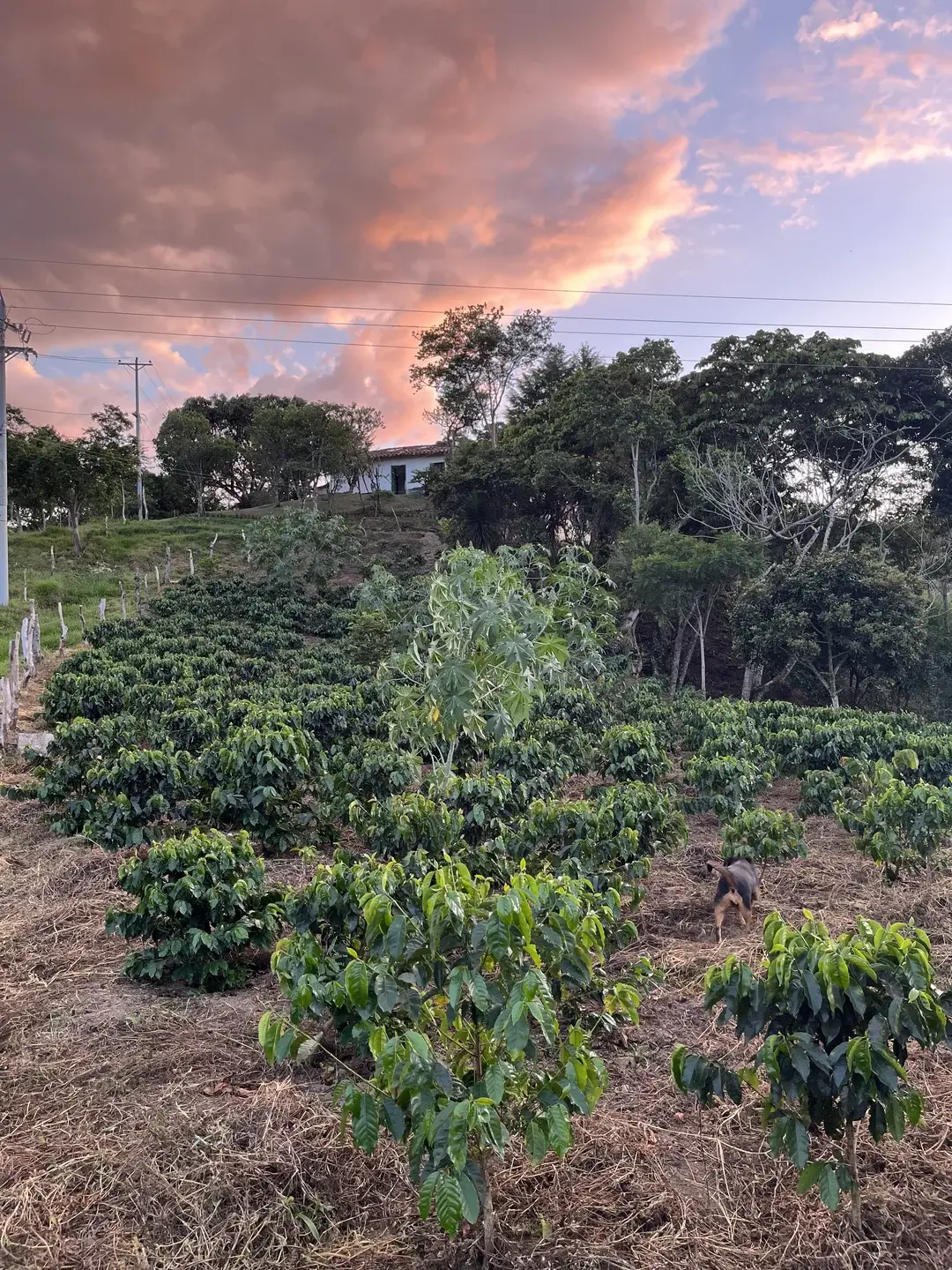 Natural fermentation at Finca Casa Blanca