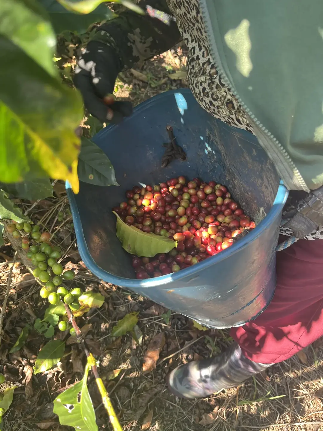 Coffee harvest in Santander