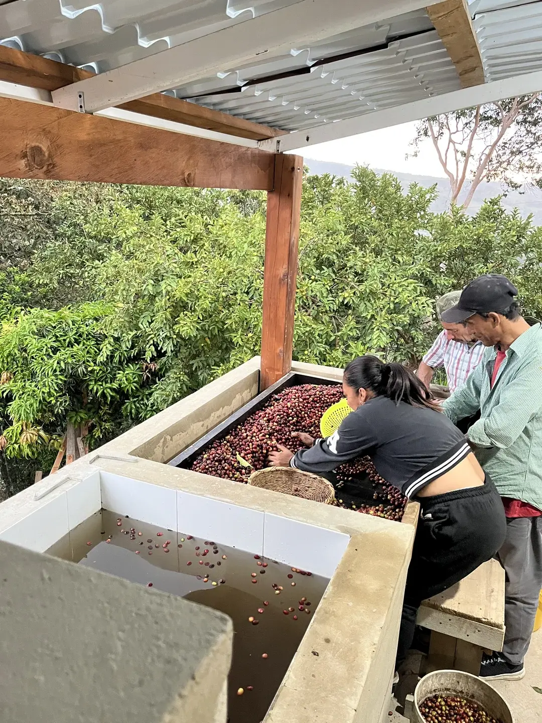 Coffee fields at Finca Casa Blanca